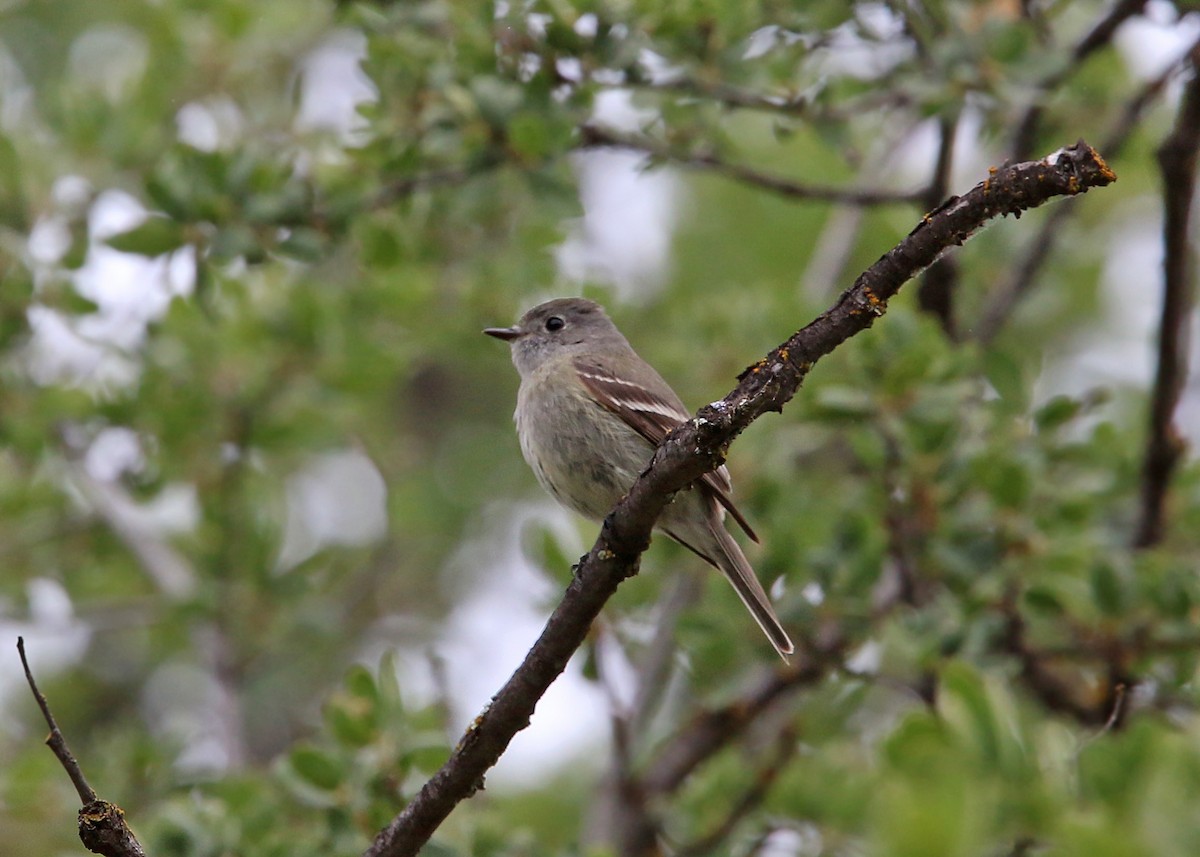 Hammond's Flycatcher - William Clark