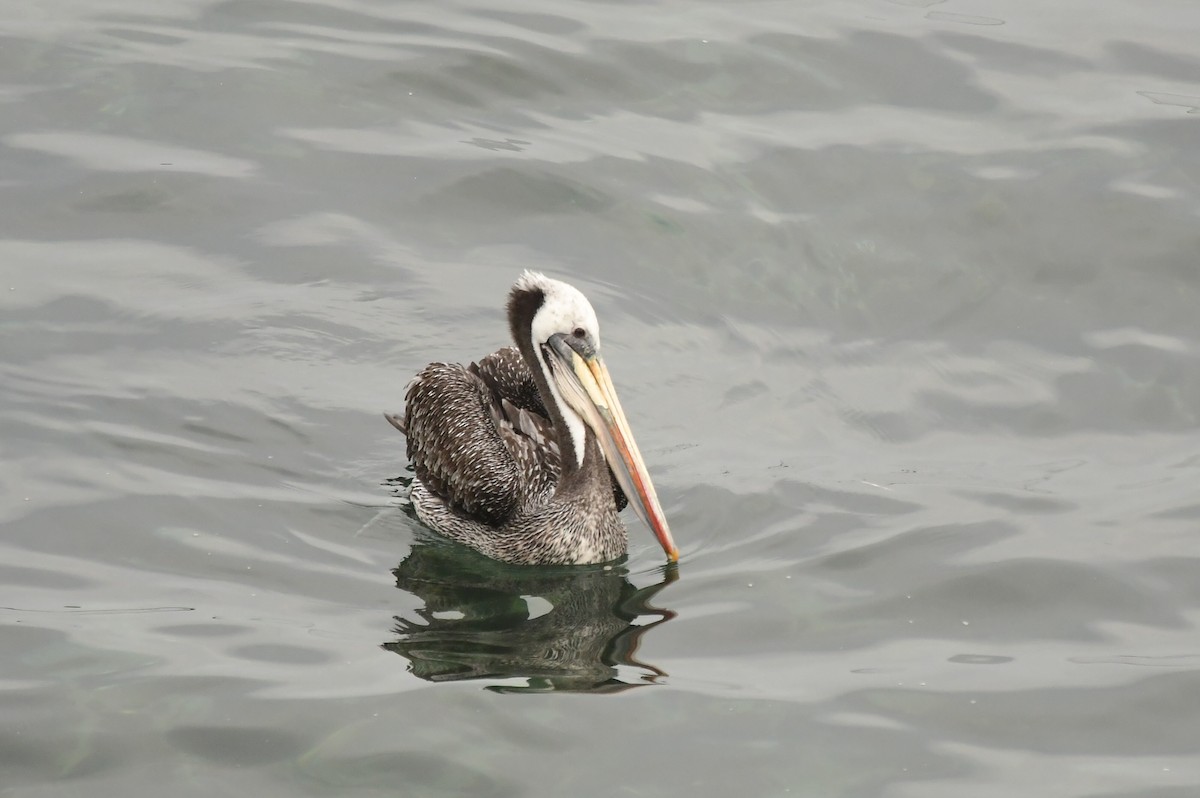 Peruvian Pelican - Miguel Arribas Tiemblo