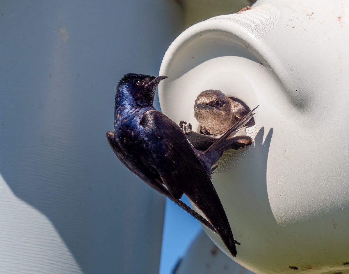 Purple Martin - ML619421943