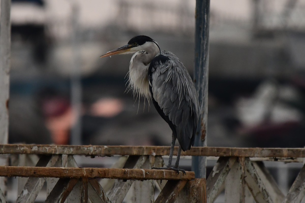 Cocoi Heron - Miguel Arribas Tiemblo