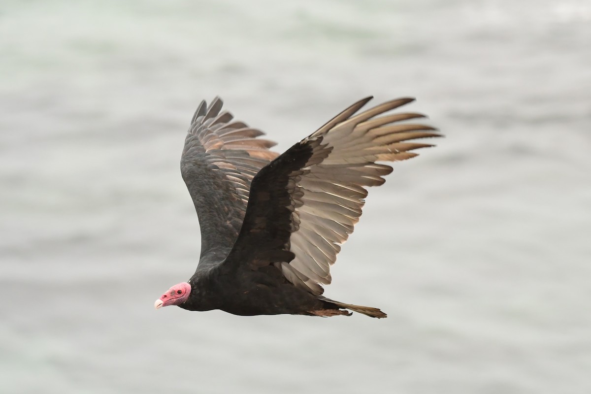 Turkey Vulture - Miguel Arribas Tiemblo