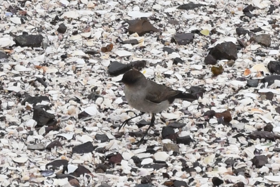 Dark-faced Ground-Tyrant - Miguel Arribas Tiemblo