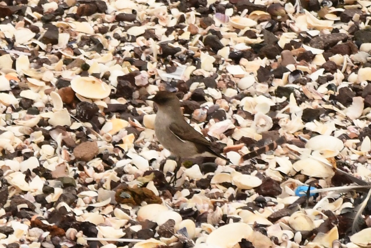 Dark-faced Ground-Tyrant - Miguel Arribas Tiemblo