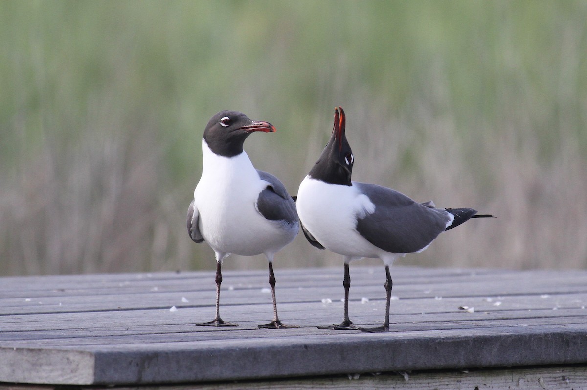 Laughing Gull - naomi h