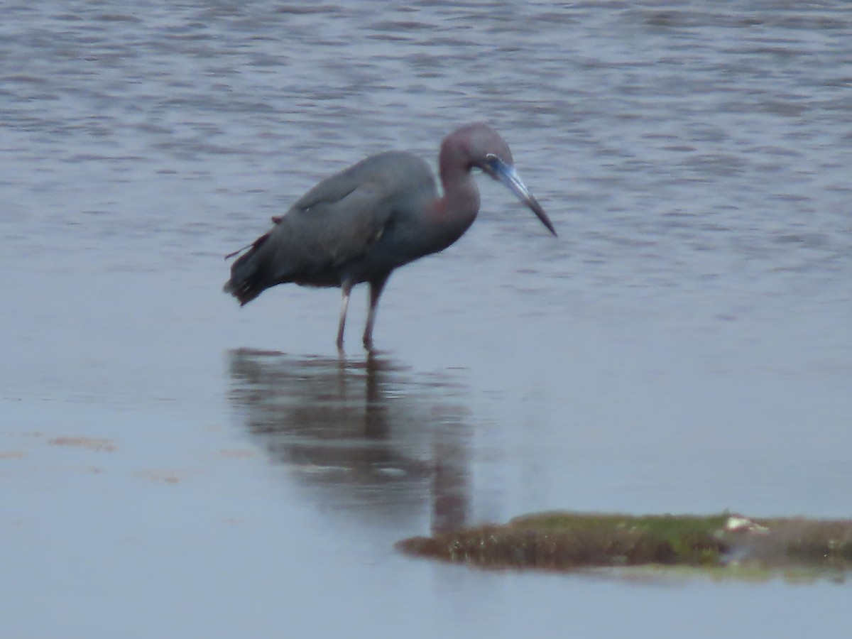 Little Blue Heron - Marjorie Watson