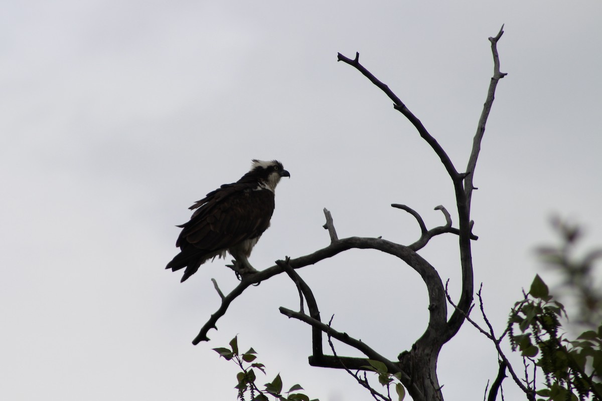 Osprey (carolinensis) - Anne R.