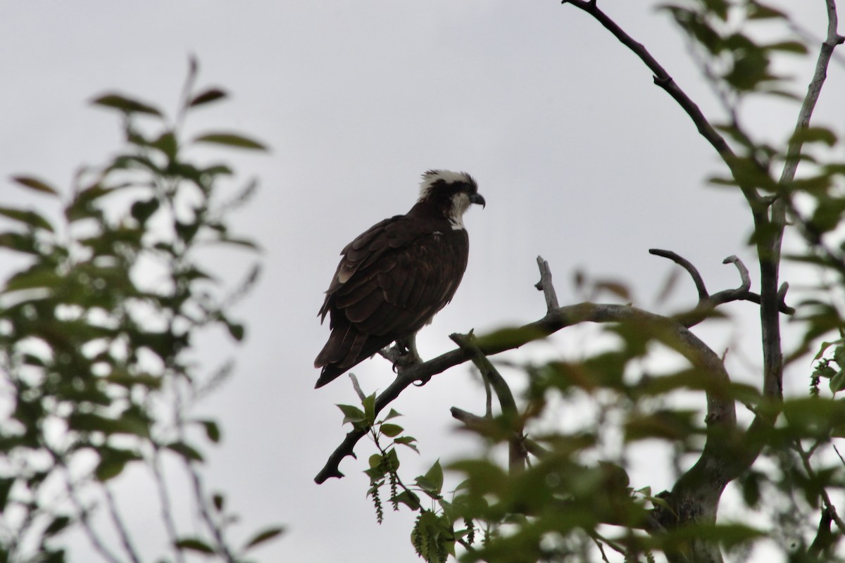 Osprey (carolinensis) - Anne R.