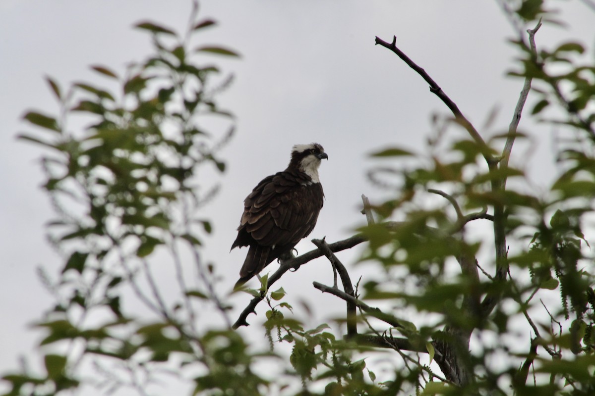 Osprey (carolinensis) - Anne R.