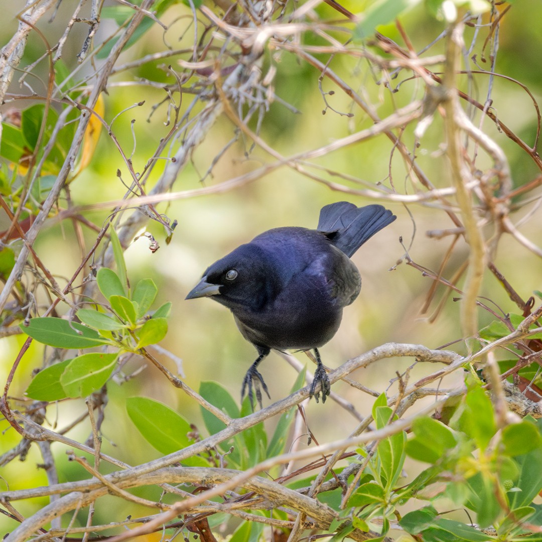 Shiny Cowbird - ML619422011