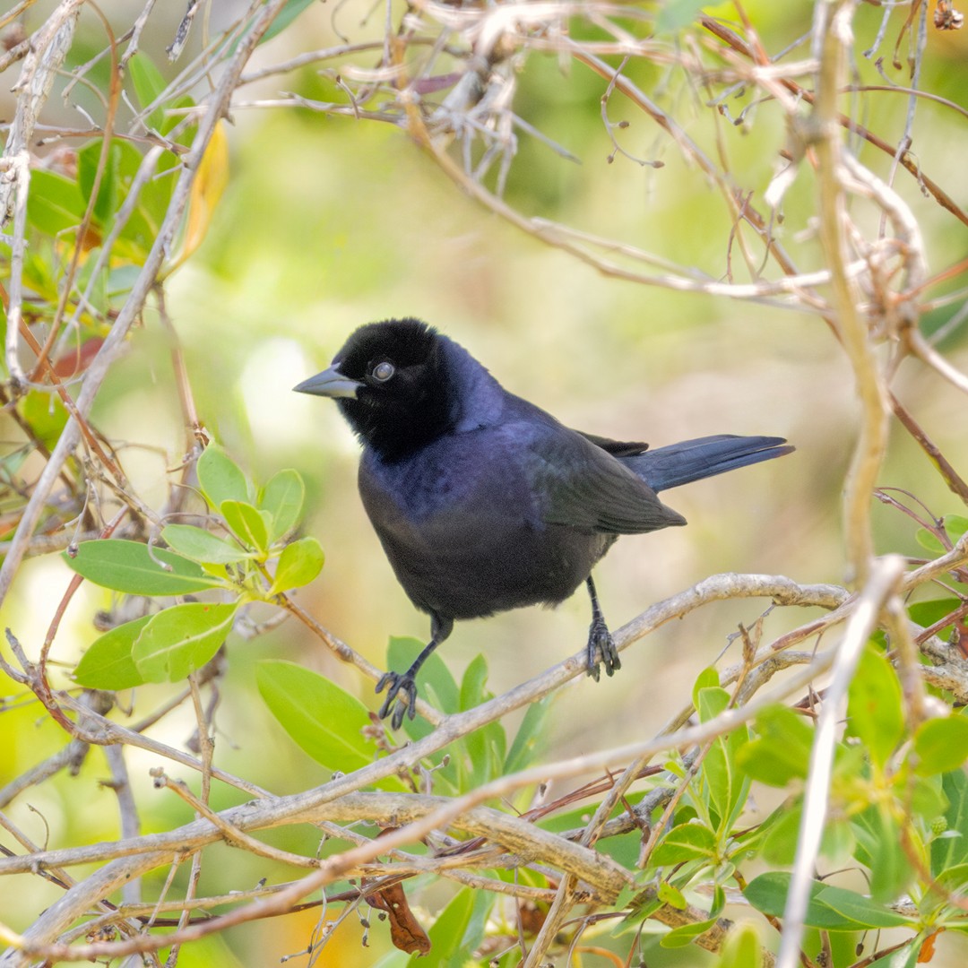 Shiny Cowbird - Eric Dyck