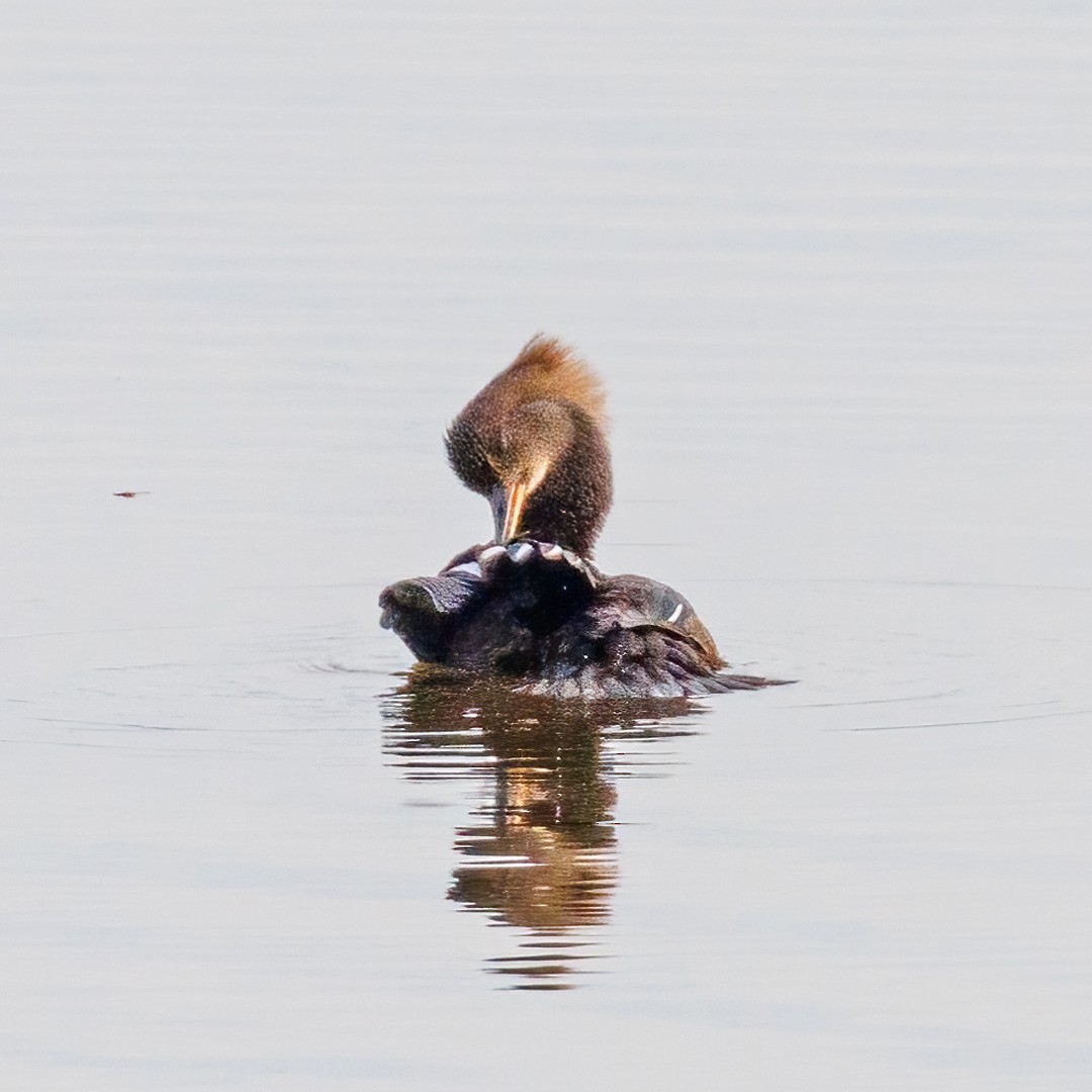 Hooded Merganser - Michel Laquerre