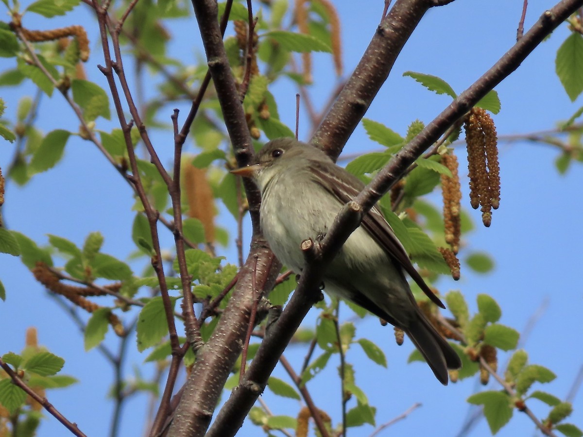 Eastern Wood-Pewee - Marjorie Watson