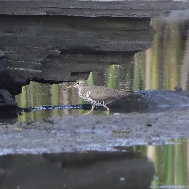 Spotted Sandpiper - David Reid