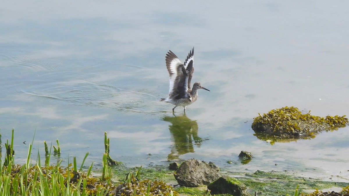 Willet - Vincent Glasser