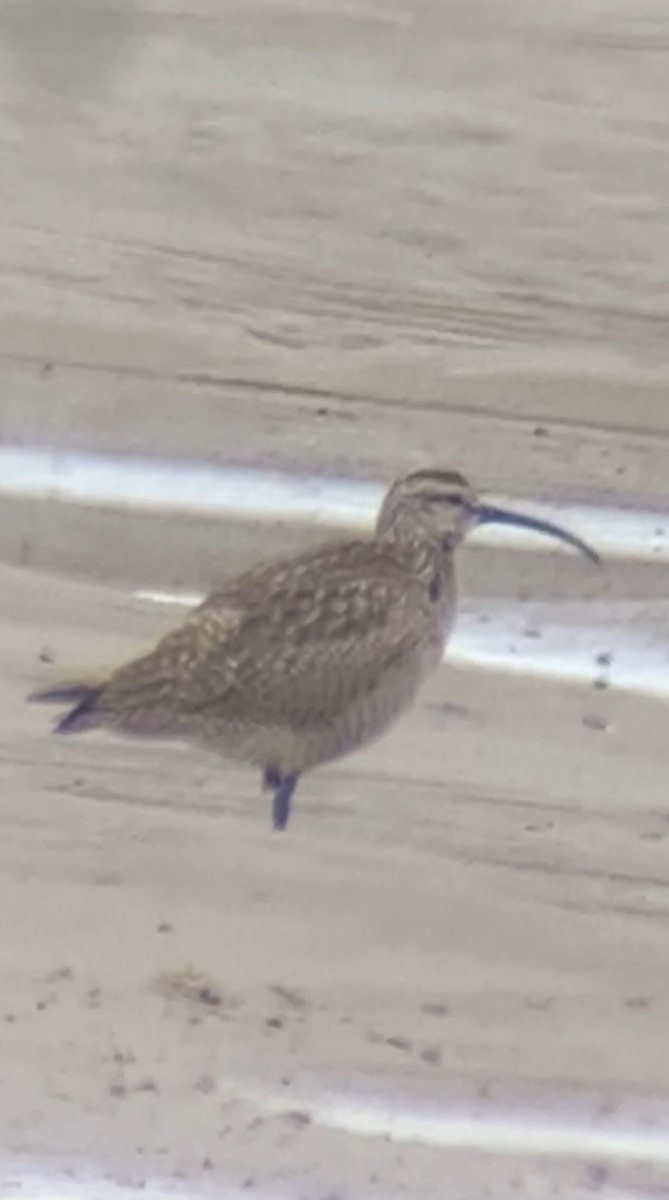 Whimbrel - ML619422047