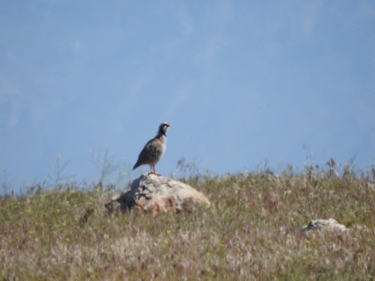 Chukar - Bradley Clawson