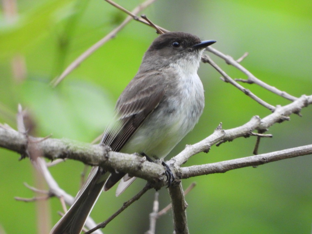 Eastern Phoebe - Elisabeth Cassinari