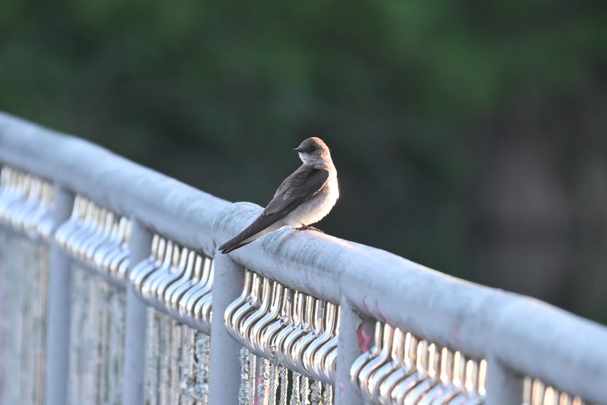 Northern Rough-winged Swallow - Skylar Carson-Reynolds