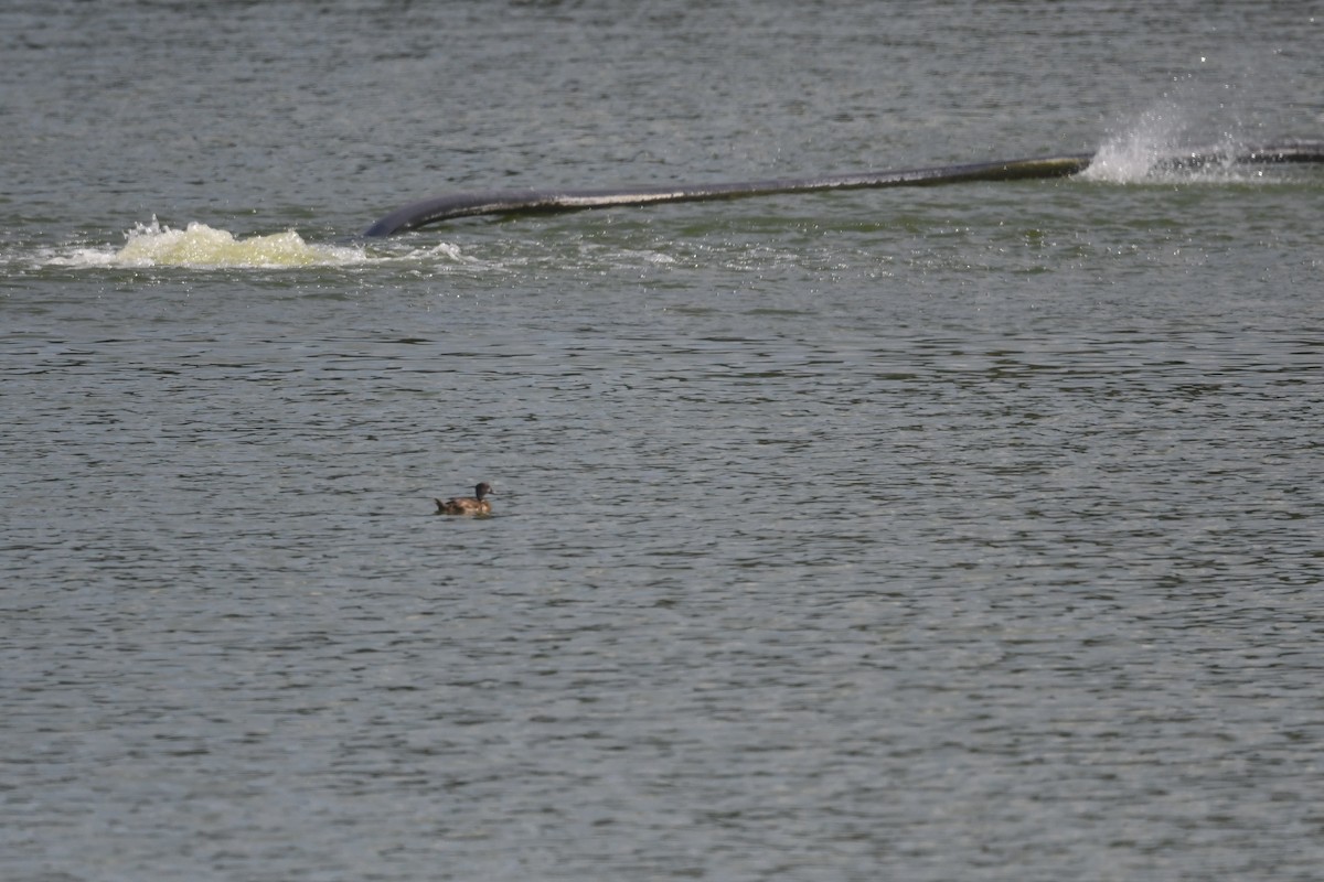 Lesser Scaup - ML619422062