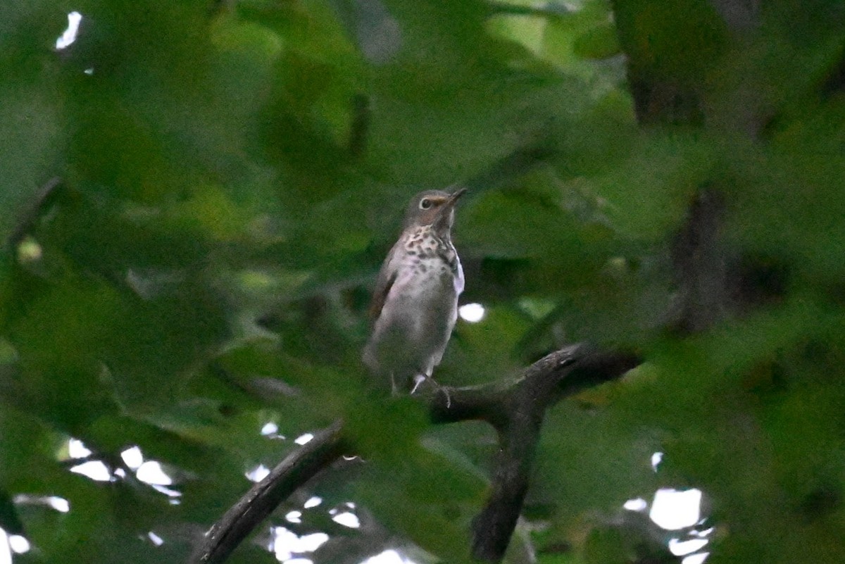 Swainson's Thrush - Skylar Carson-Reynolds