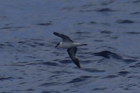 Black-capped Petrel (Dark-faced) - Luke Foster