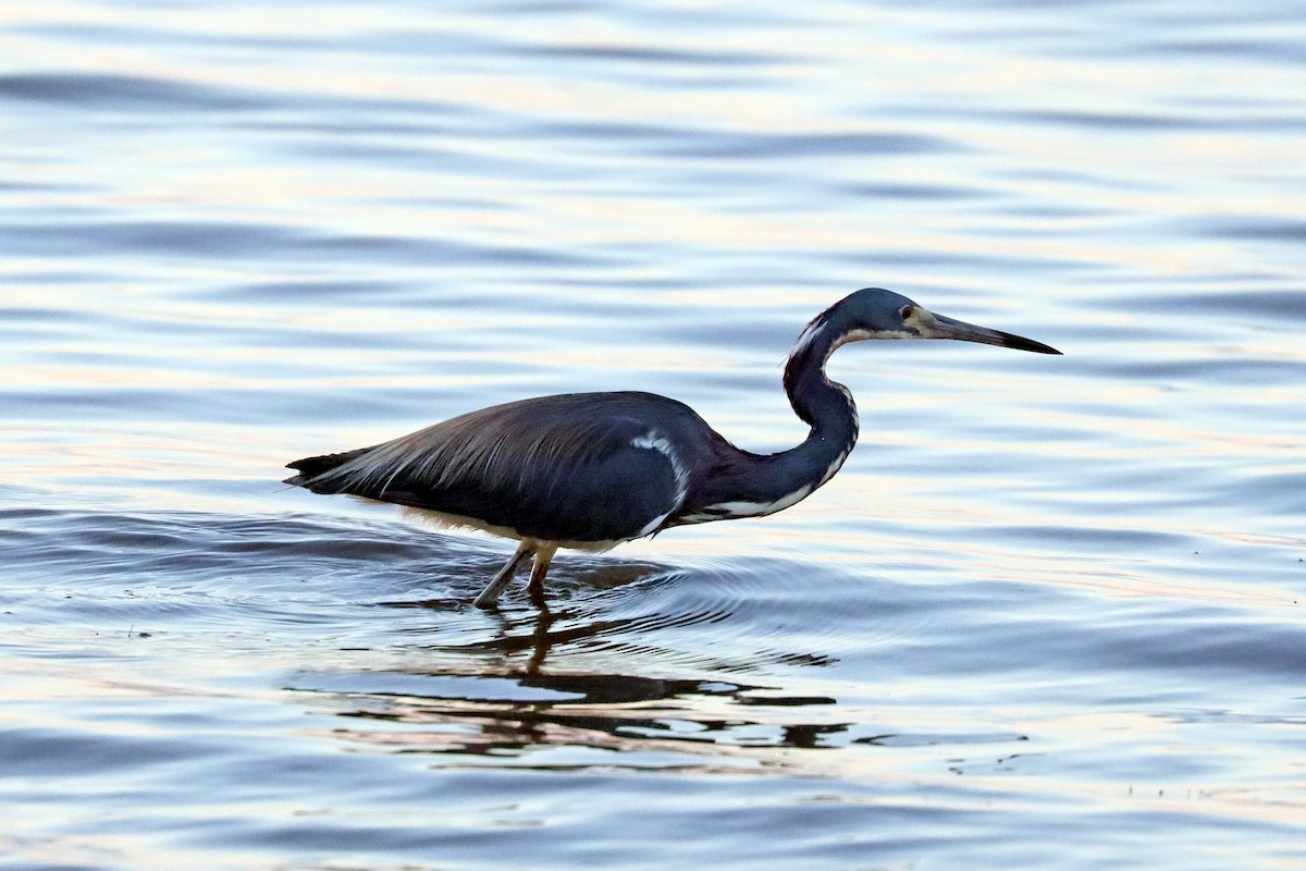 Tricolored Heron - Colin Sumrall