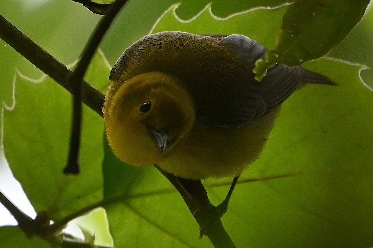 Prothonotary Warbler - Chad Ludwig