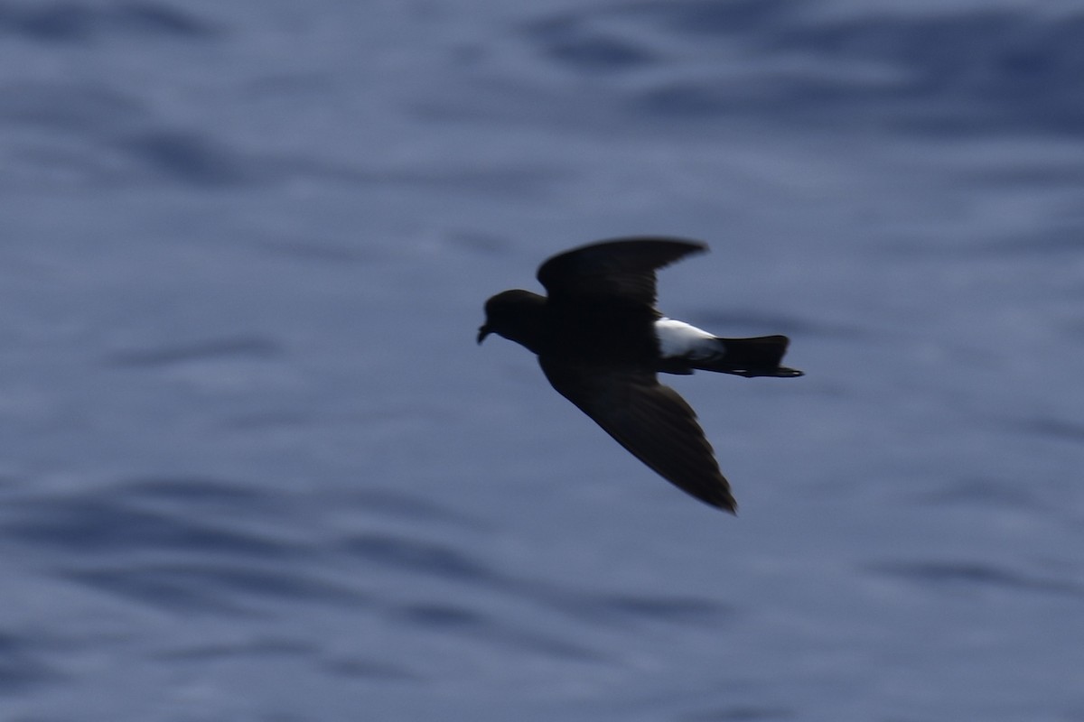 Wilson's Storm-Petrel - Luke Foster