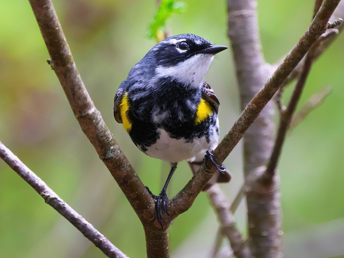 Yellow-rumped Warbler - Eric Patry