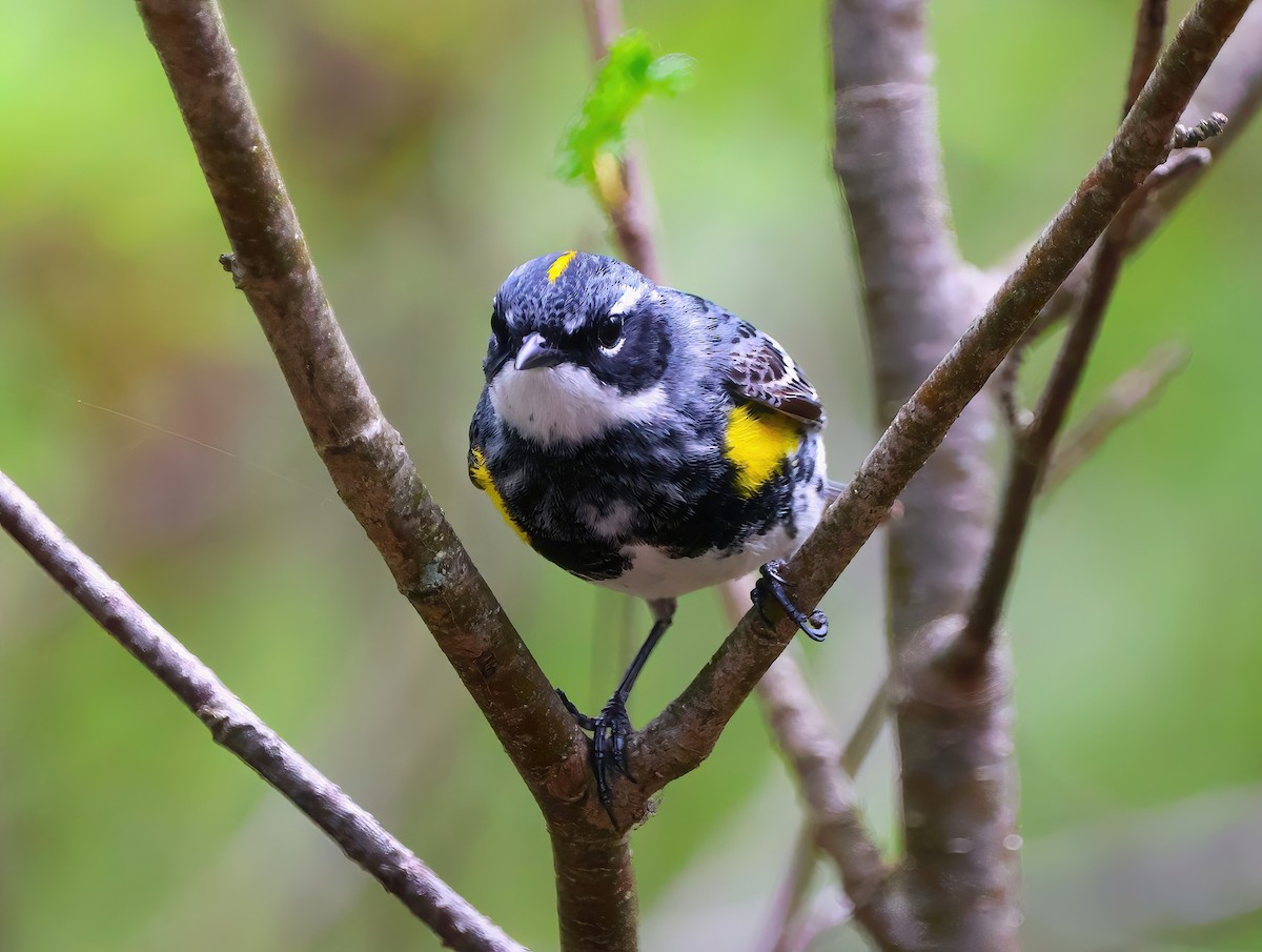 Yellow-rumped Warbler - Eric Patry