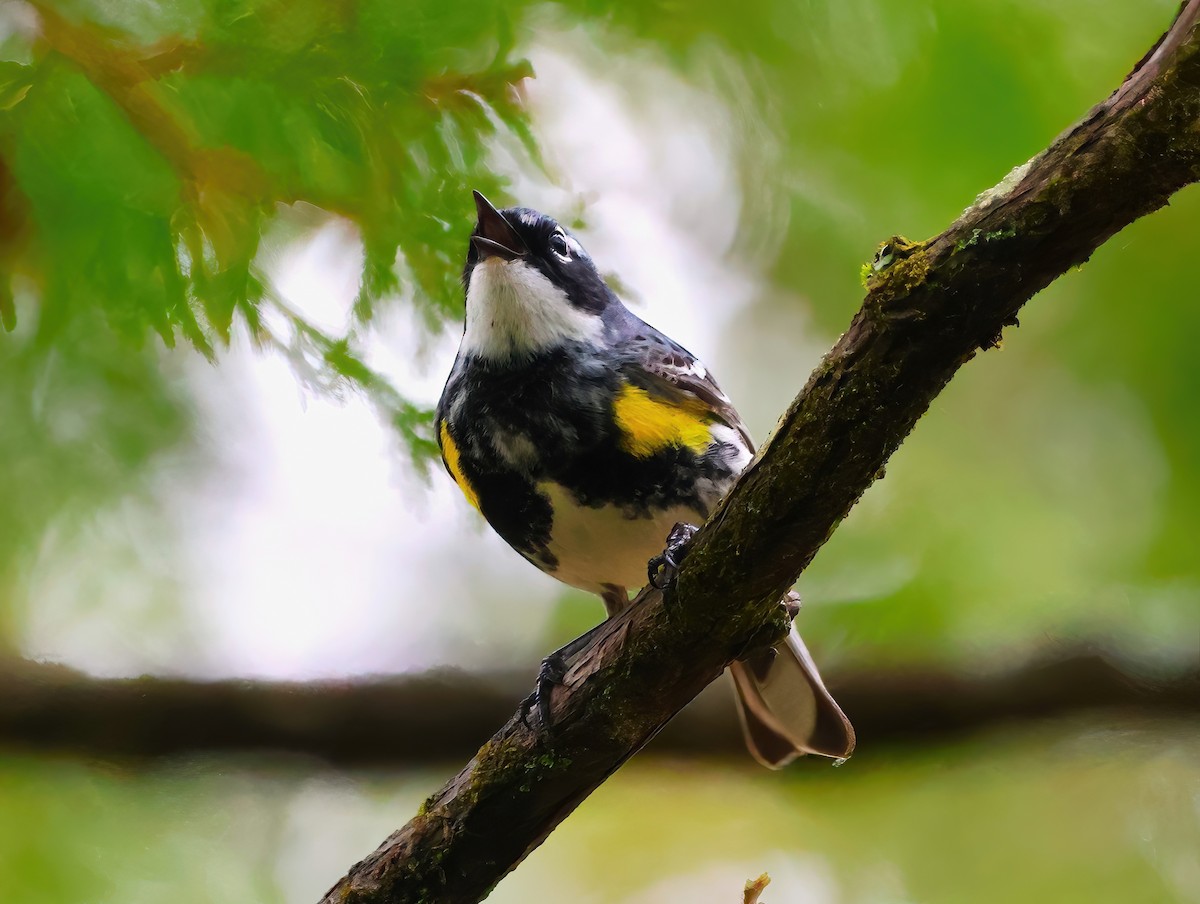 Yellow-rumped Warbler - Eric Patry