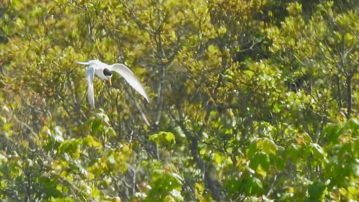 Least Tern - Vincent Glasser