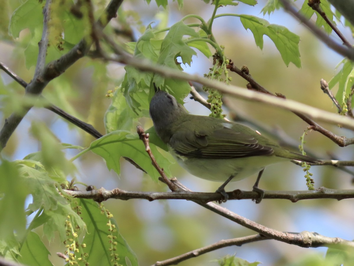 Red-eyed Vireo - Marjorie Watson