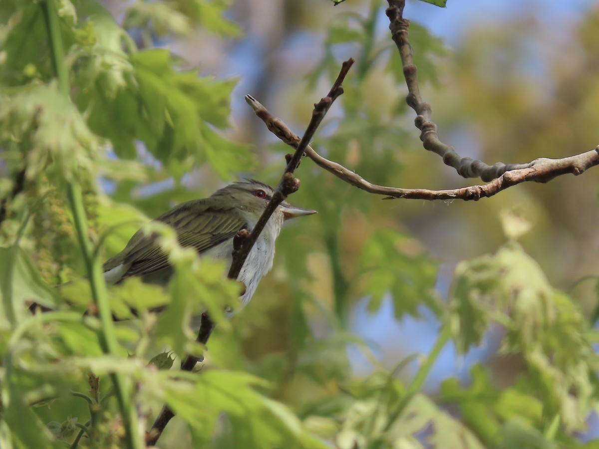 Red-eyed Vireo - Marjorie Watson