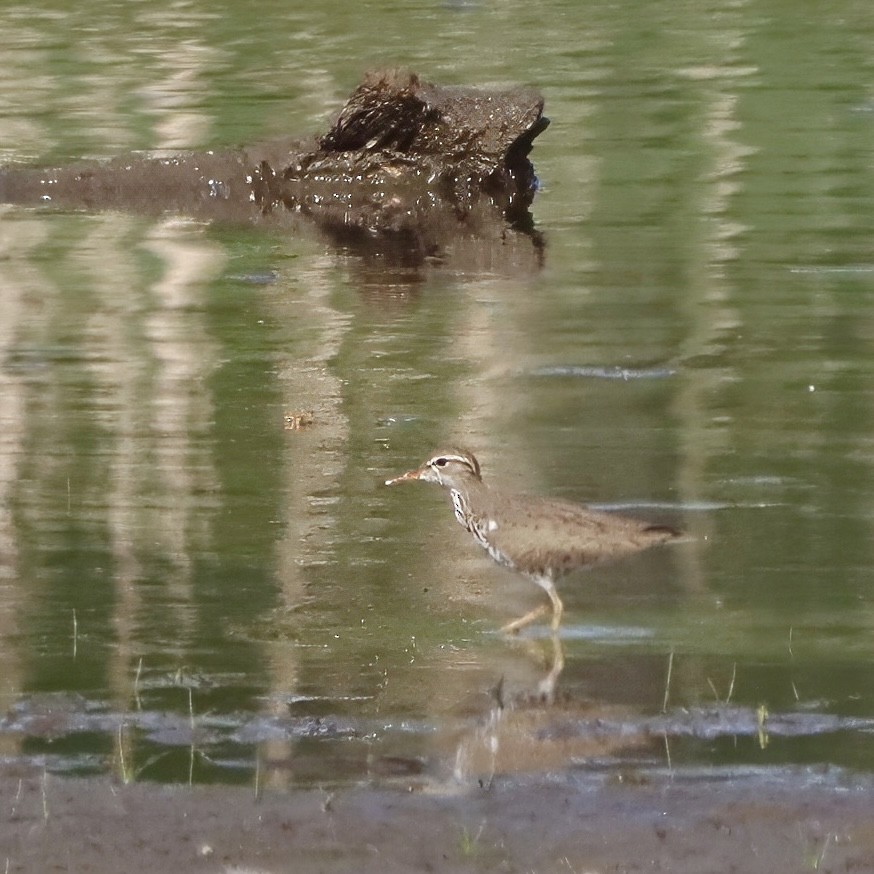 Spotted Sandpiper - David Reid