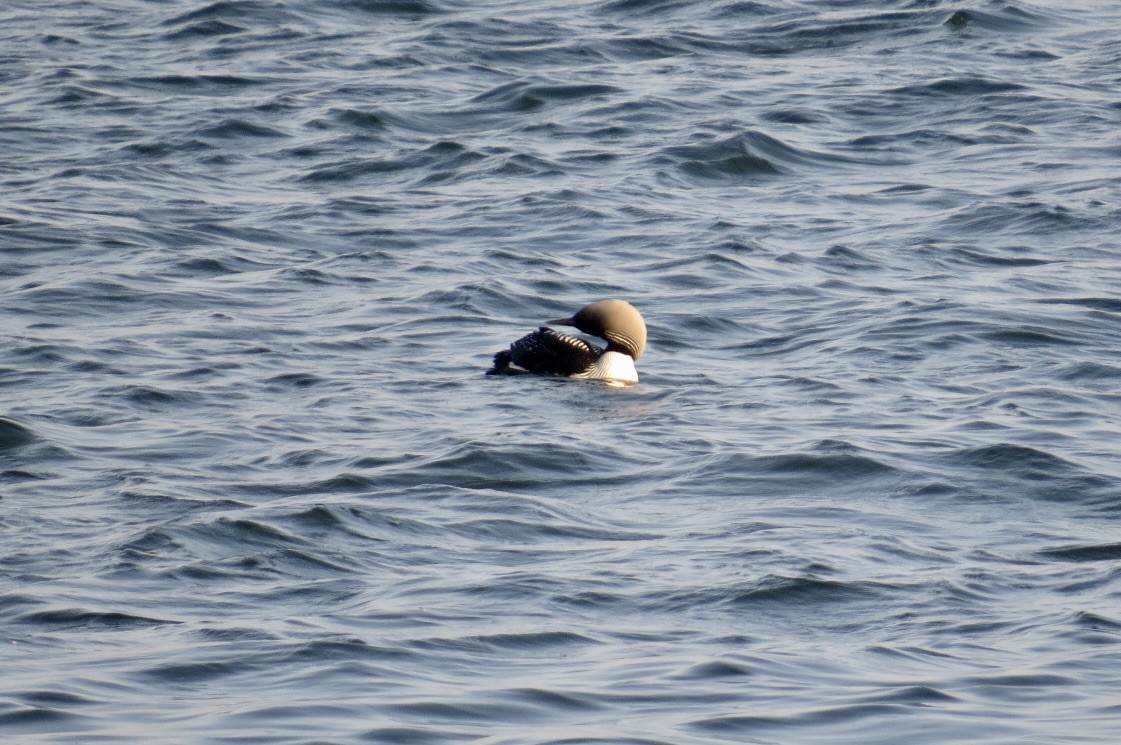 Pacific Loon - Steve Mesick