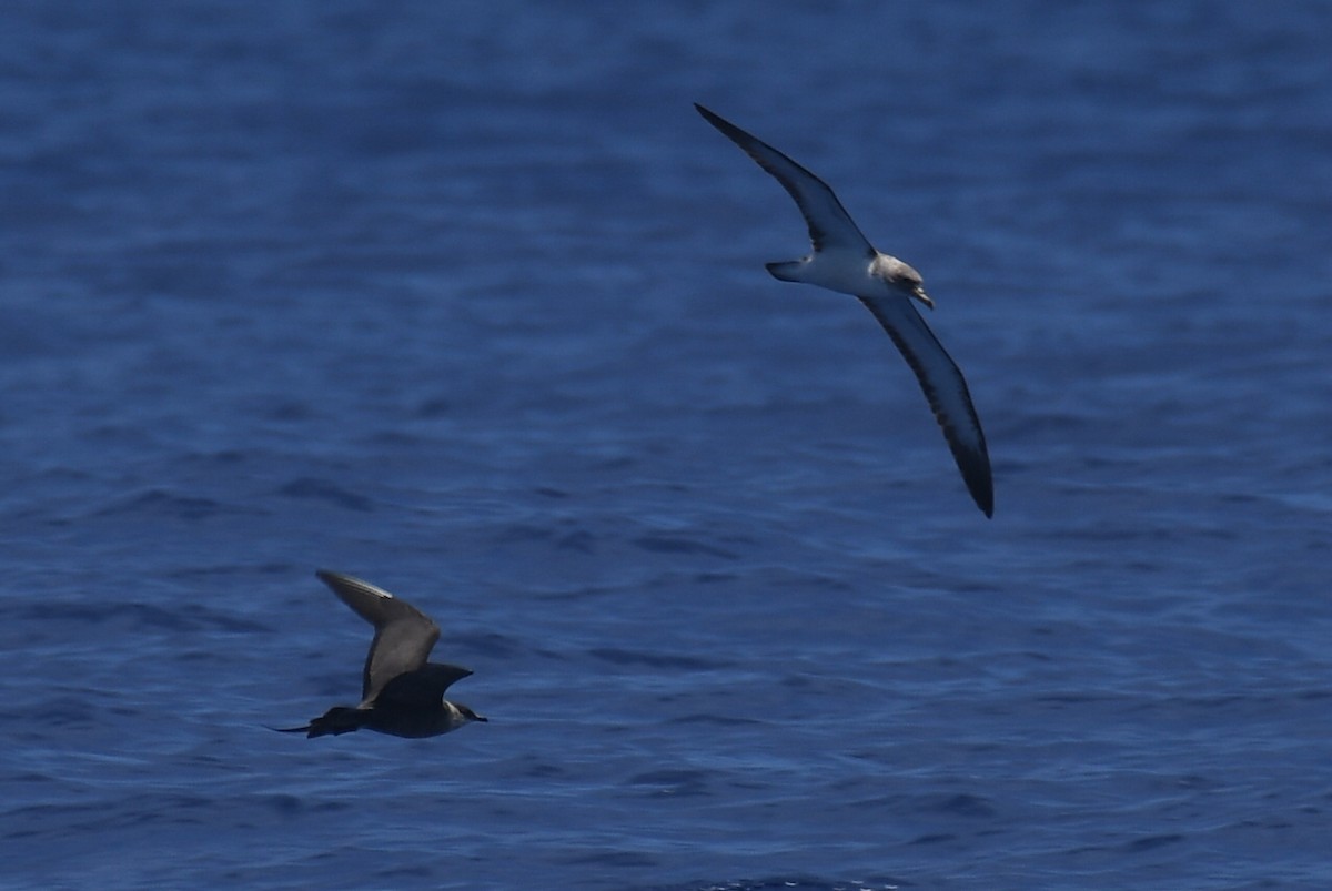 Long-tailed Jaeger - Luke Foster