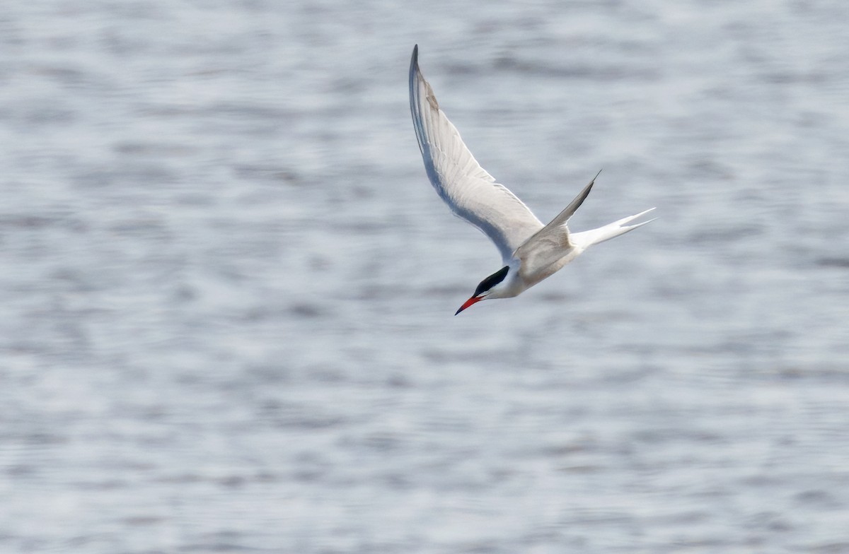 Common Tern - Michel Laquerre