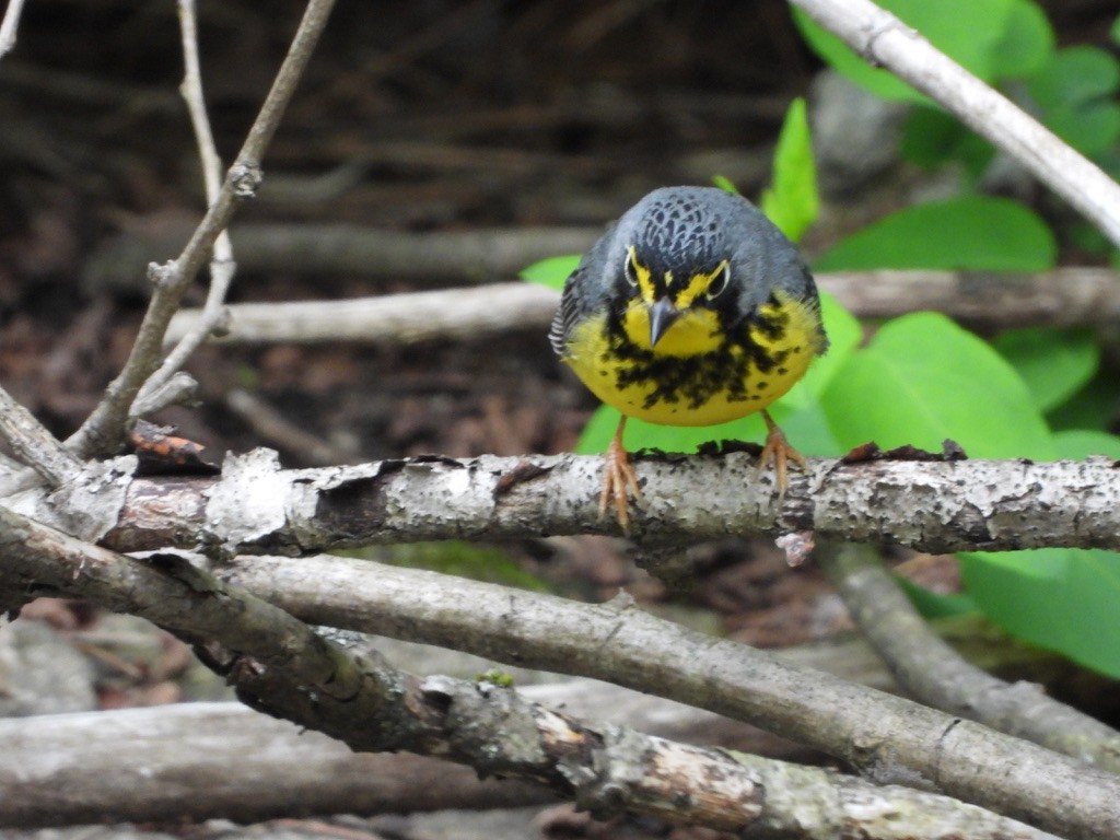 Canada Warbler - Elisabeth Cassinari