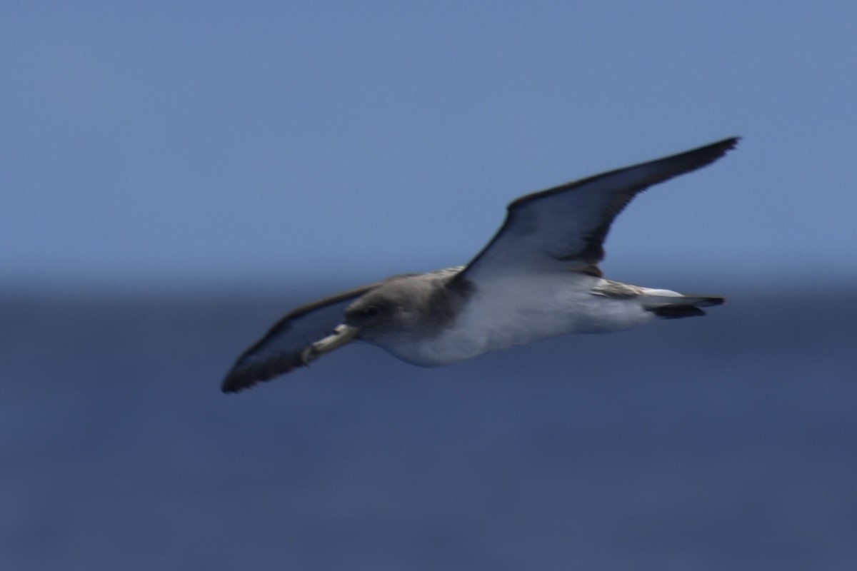 Cory's Shearwater - ML619422172