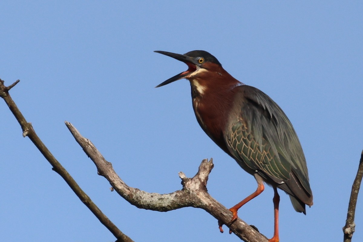 Green Heron - ML619422176