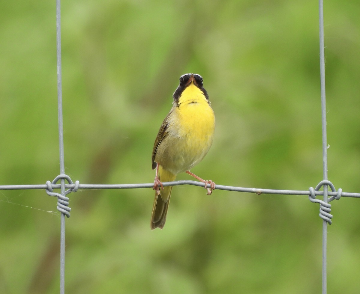 Common Yellowthroat - Michelle Bélanger