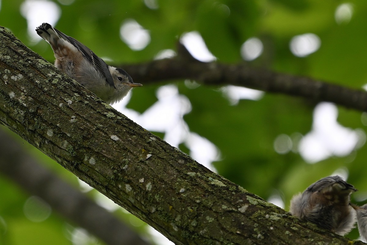 White-breasted Nuthatch - Chad Ludwig