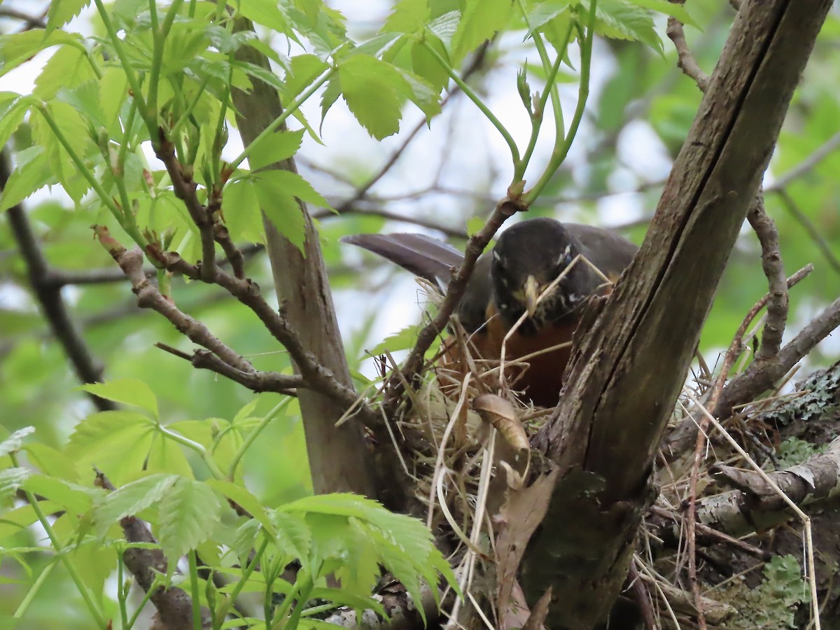 American Robin - Marjorie Watson