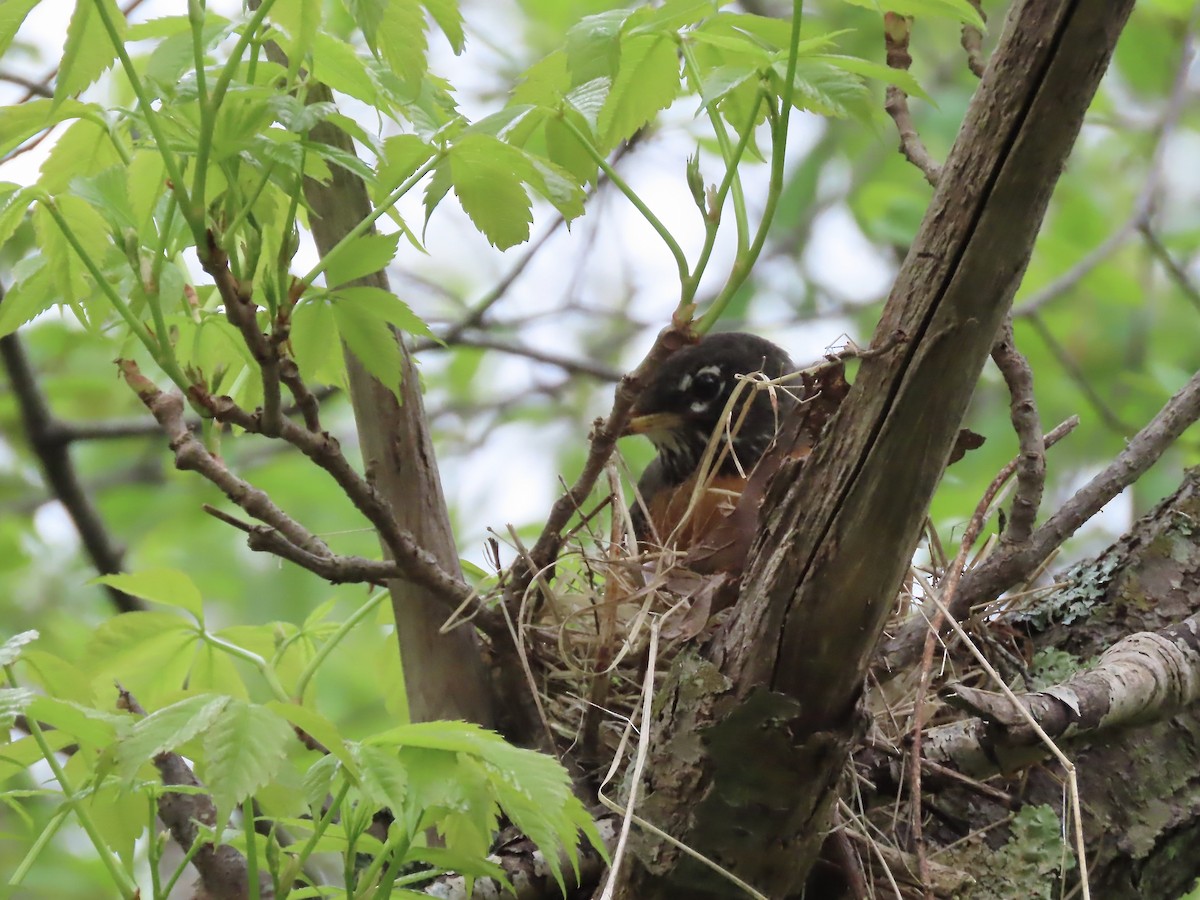 American Robin - Marjorie Watson