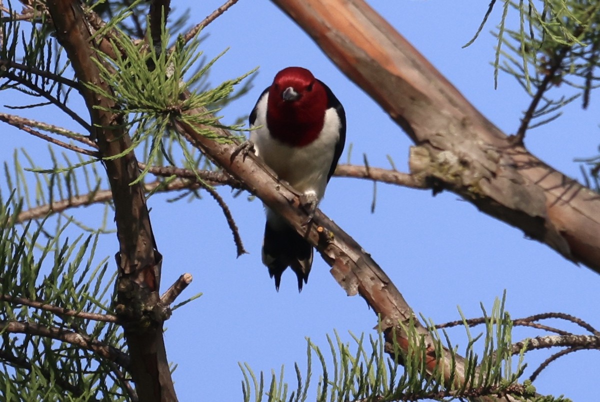 Pic à tête rouge - ML619422188