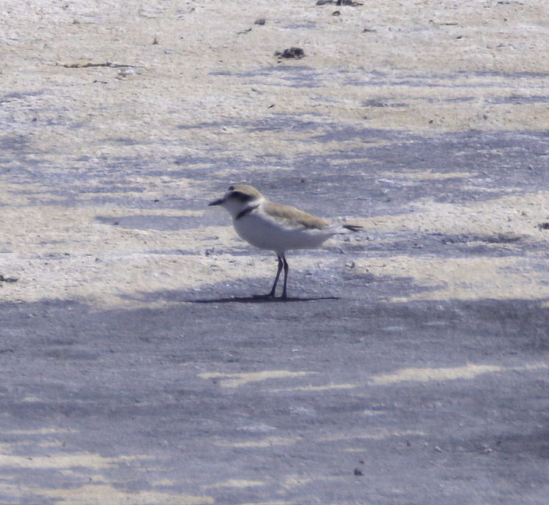 Snowy Plover - Sue Riffe