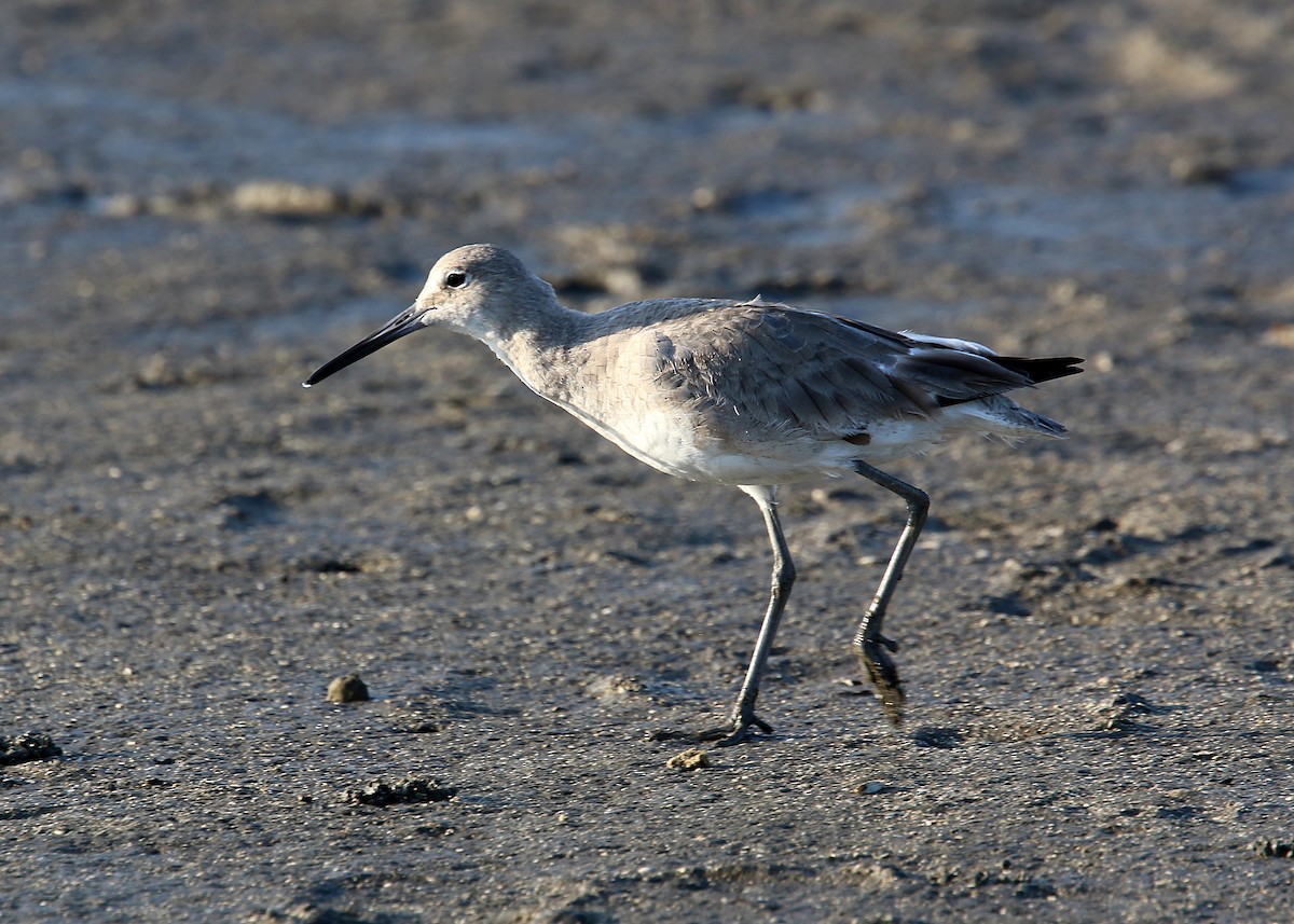 Willet - ML619422202