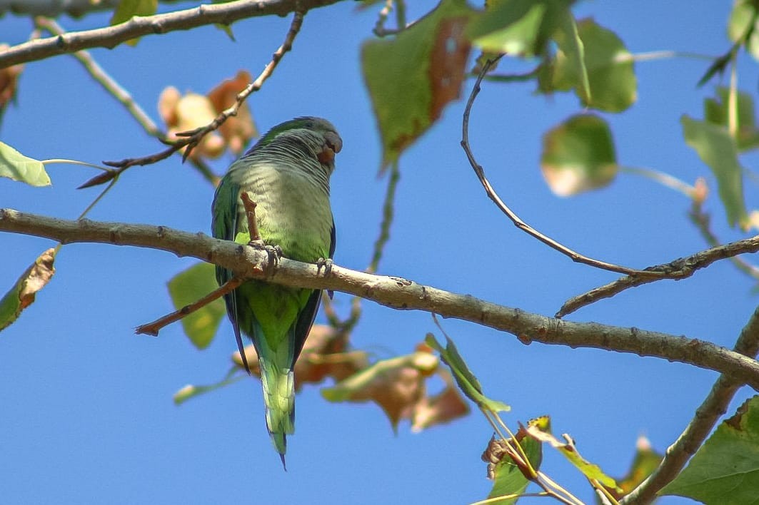 Monk Parakeet - ML619422204