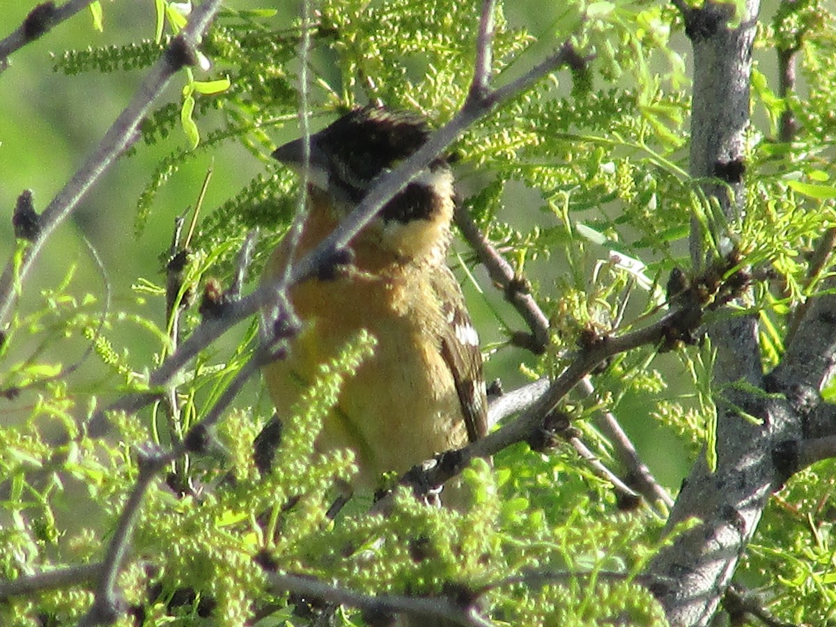 Black-headed Grosbeak - ML619422230